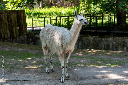 A llama in the zoo in the city of Kaliningrad. photo