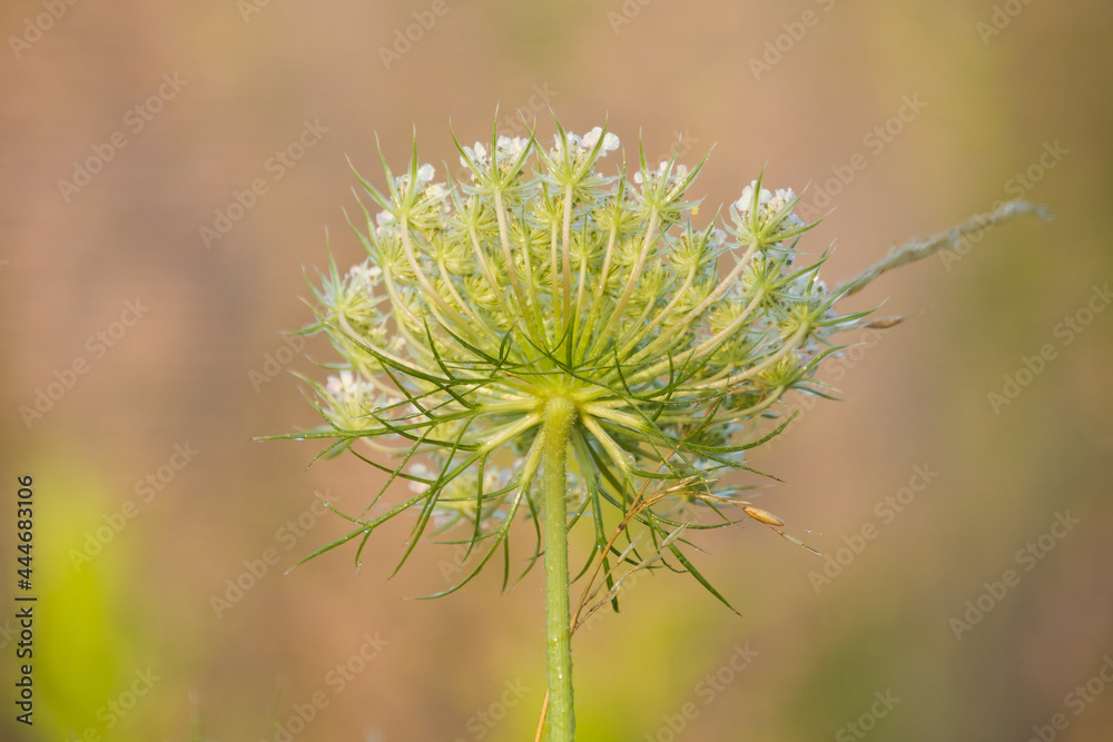 Field flowers