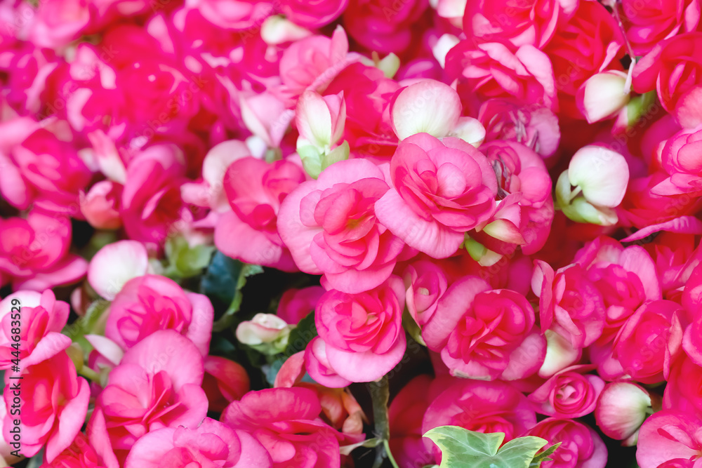 Fototapeta premium Pink begonia flowers blooming close up in colorful garden background