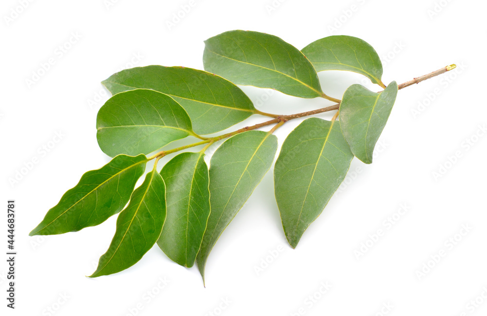 Naklejka premium Ligustrum lucidum, the broad-leaf privet, Chinese privet, glossy privet or wax-leaf privet. Isolated on white background