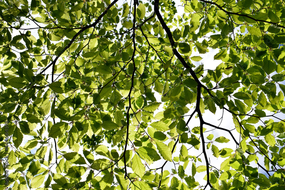 Beech branches with fresh young leaves in a sunny spring day seen from below. Natural background Beech branches with fresh young leaves in a sunny spring day seen from below. Natural background