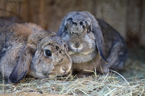 Hasen im Stall auf dem Bauernhof