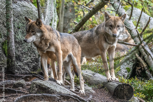 Lone wolf running in autumn forest Czech Republic