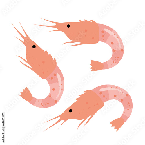 桜海老　サクラエビ