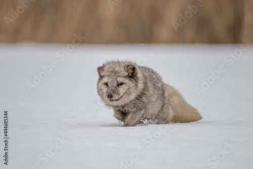 Beautiful arctic fox, standing on a hill in the snow, winter, Canada photo