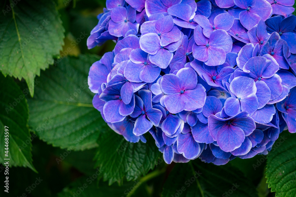 A big purple hydrangea flower. A big purple hydrangea flower.