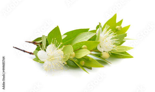 Myrtus or myrtle. Isolated on white background photo