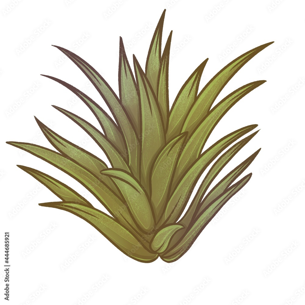 Hand drawn illustration of succulent plant Hand drawn illustration of succulent plant