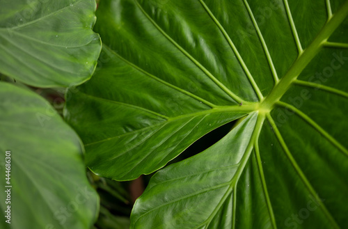 Closeup of green tropcal leaves in botanic garden