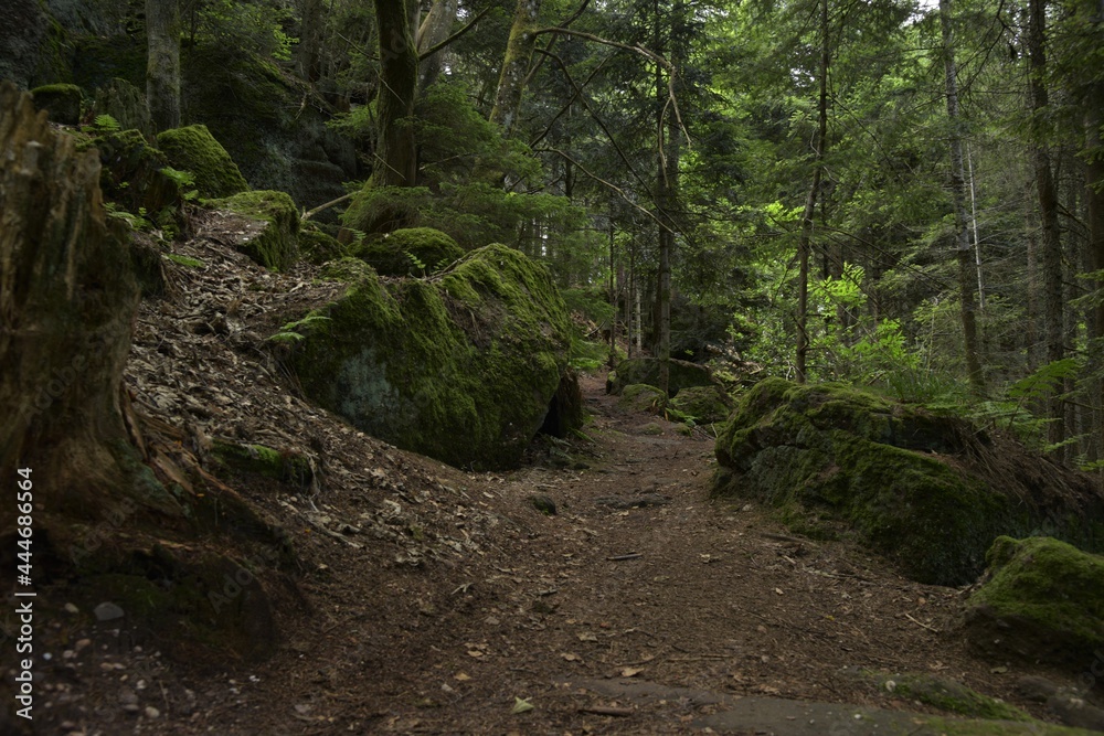 The leafy Sentier des Merveilles (wonder path) hike path in the Vogese range above Strasbourg set in mystic, moss covered boulders