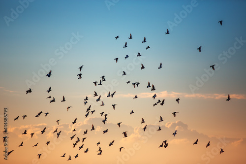 Flying seagulls over the sea © ValentinValkov