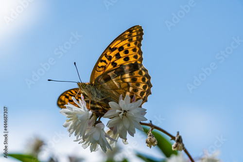 Silver-washed fritillary
