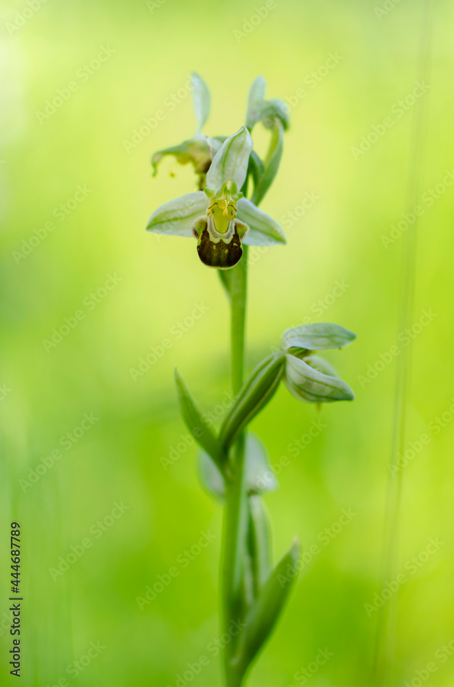 Orchid Ophrys apifera closeup with green bokeh Orchid Ophrys apifera closeup with green bokeh