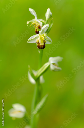 Orchid Ophrys apifera closeup with green bokeh © denis