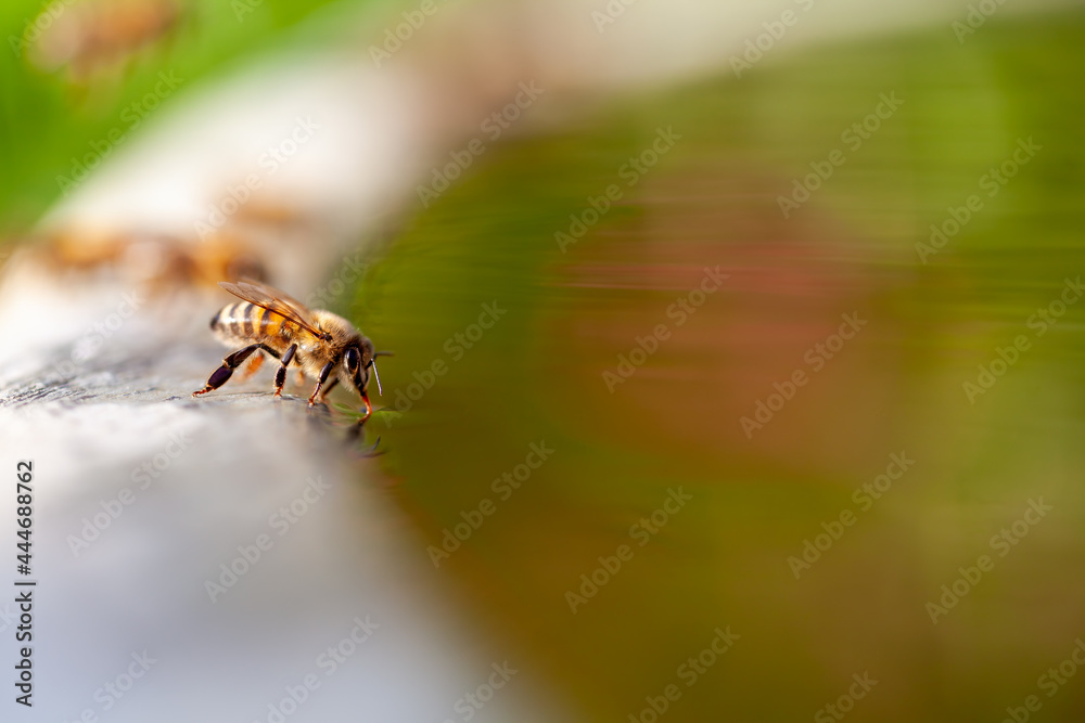 Abeille buvant de l'eau posée sur le bord d'un bassin
