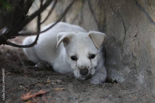 Beautiful puppy Lablador poses for photos  photo