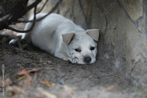 Beautiful puppy Lablador poses for photos  photo