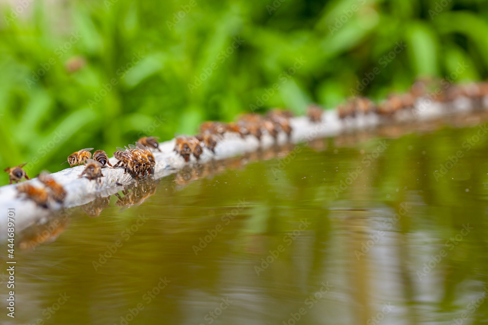 Fototapeta premium Abeilles posées sur le bord d'un bassin pour boire de l'eau