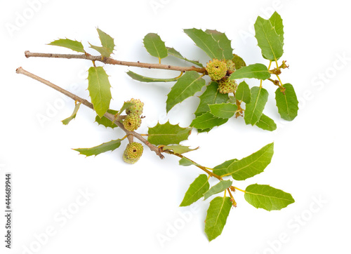 Quercus coccifera or kermes oak. Isolated on white background