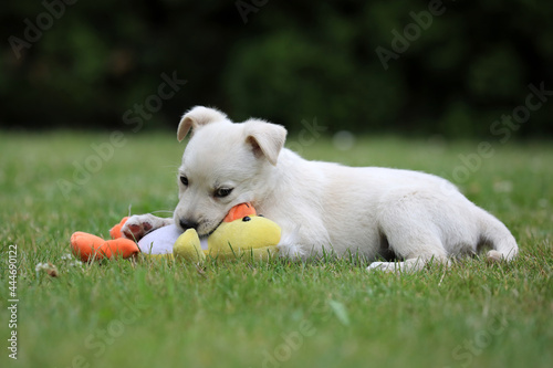 Beautiful puppy Lablador poses for photos 