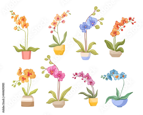 Set of Cartoon Orchids in Flowerpots Isolated on White Background. Different Tropical or Domestic Colorful Blossoms