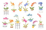 Set of Cartoon Blooming Orchids in Flowerpots, Holders and Tables. Domestic Blossoms Isolated on White Background
