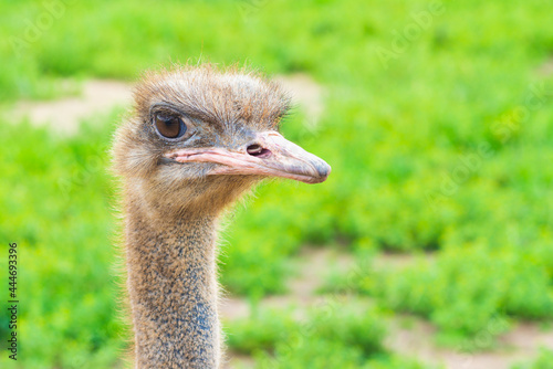 Portrait of an ostrich with big eyes pink beak against blurred green background.sunny summer day. Ostrich eyes closeup.