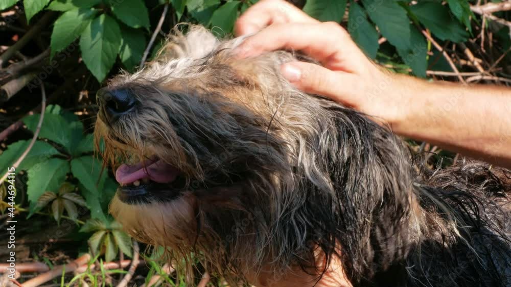 Man washes dog with comb summer backyard. Pet taking bath against fleas ticks. Hands combing wet long fur animal outdoor. Love support care puppy adoption concept. Polish Lowland thick coated Sheepdog Man washes dog with comb summer backyard. Pet taking bath against fleas ticks. Hands combing wet long fur animal outdoor. Love support care puppy adoption concept. Polish Lowland thick coated Sheepdog