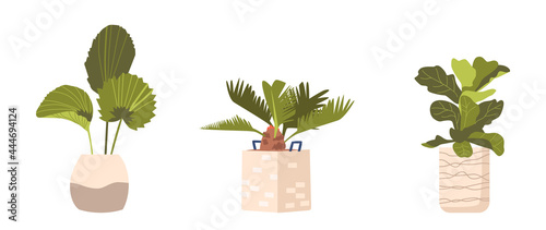 Potted Palm Tree, Banana Exotic Plants in Flowerpots. Domestic Tropical Decorative Palms in Pots Graphic Design Elements