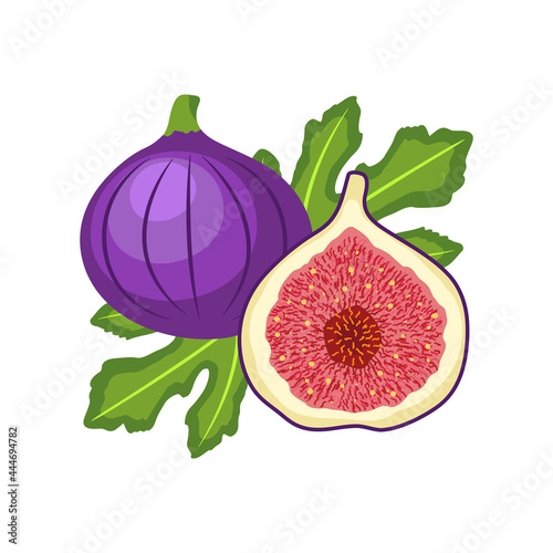 Colorful illustration with whole and half figs and leaves isolated on white background. Modern vector illustration