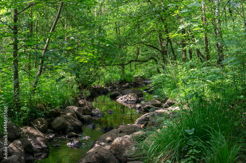 nature for  t  sous-bois  ruisseau rivi  re calme eau vert mindfullness relaxation bien-  tre