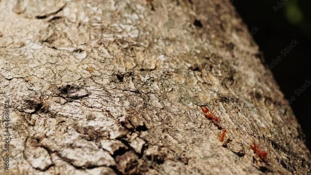 Close-up red ant walking on trees. Close-up red ant walking on trees.