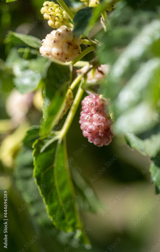 New white mulberries on a branch New white mulberries on a branch