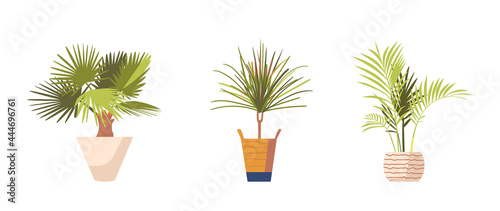 Potted Palm Trees Ficus and Dracaena, Domestic Plants in Modern Flowerpots. Tropical Decorative Palms in Pots Elements