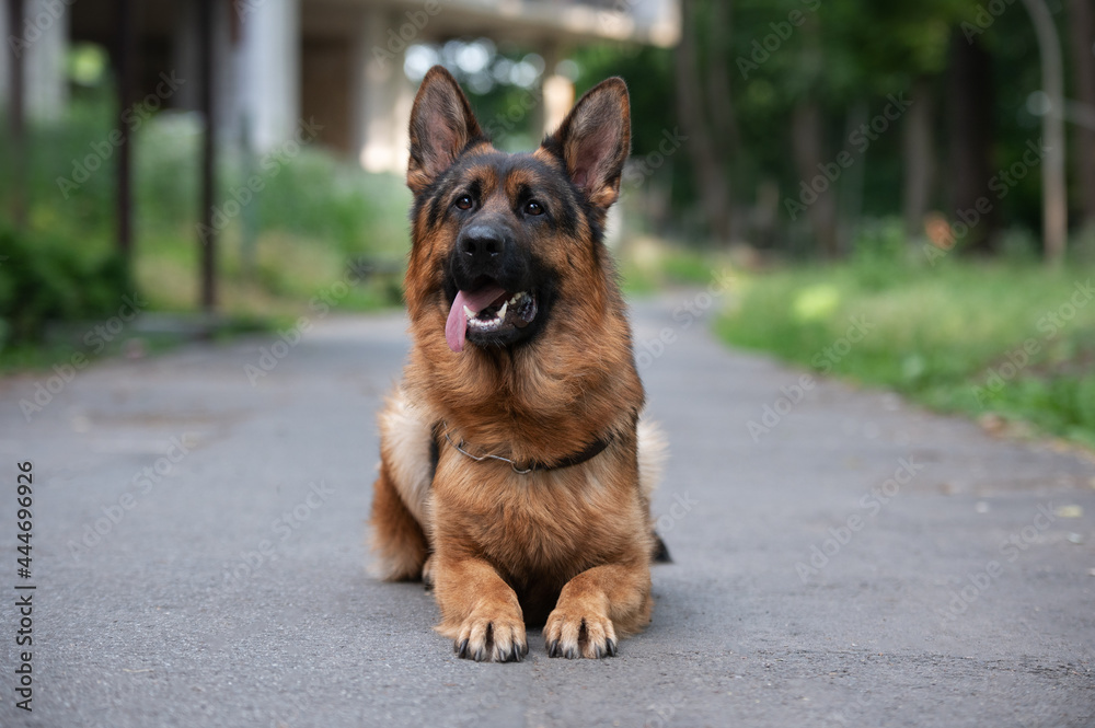 german shepherd dog german shepherd dog