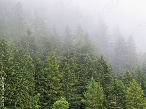 Trees in a conifer forest, with fog clouds