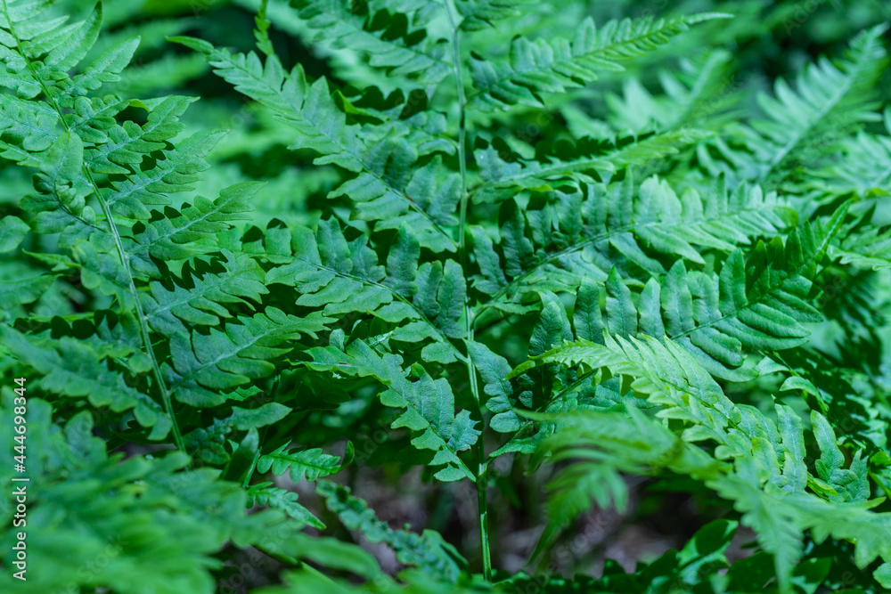 The leaves of the fern are bright green in color
