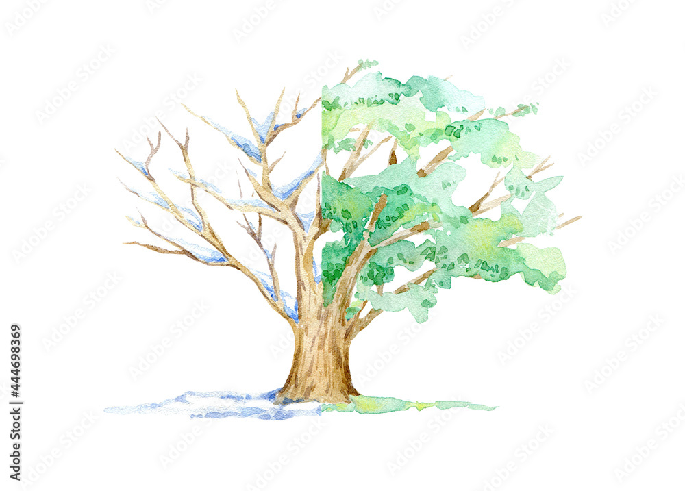 Oak winter and summer.Deciduous tree and two seasons.Watercolor hand ...