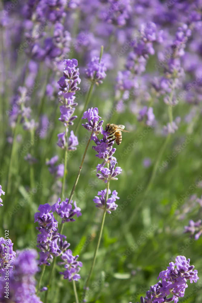Obraz premium Lavender flowers with bee gathering pollen on a bright sunny day
