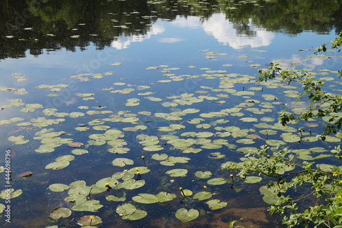 pond in the park © irbismarengo