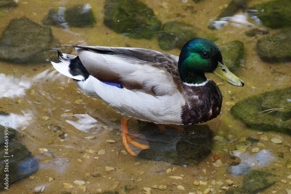 Obraz premium duck on the water