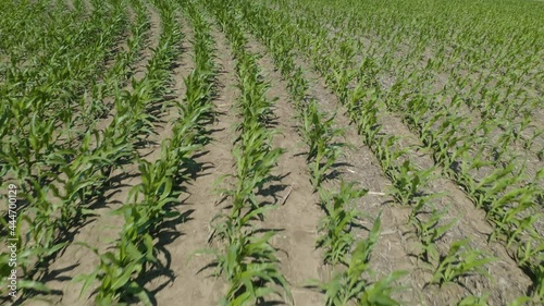 Aerial View of Dry Cornfield in Hot Summer Drought. Climate Change Concept photo