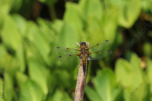 Close up of a four spot chaser dragonfly, libellula quadrimaculata, resting in full sun on a twig over a pond © Helen Davies