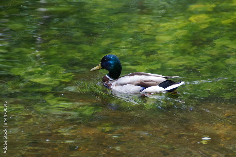 Obraz premium duck on the water