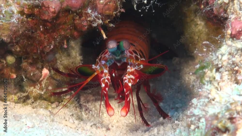 smashing Mantis Shrimp (Odontodactylus scyllarus) shows hammer like arm extensions on coral reef smashing Mantis Shrimp (Odontodactylus scyllarus) shows hammer like arm extensions on coral reef