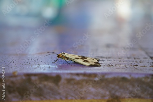 Mariposa en mesa lila