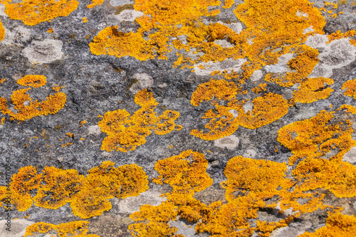 A mass of yellow lichen, Xanthoria parietina, growing on rocks