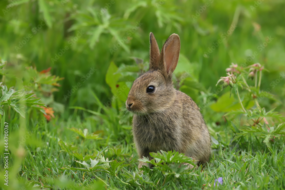 Baby Wild Rabbit (Oryctolagus cuniculus) sitting in a field. Baby Wild Rabbit (Oryctolagus cuniculus) sitting in a field.