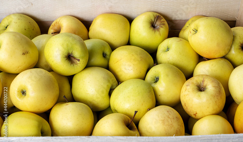 fresh golden apples in  wooden crate photo
