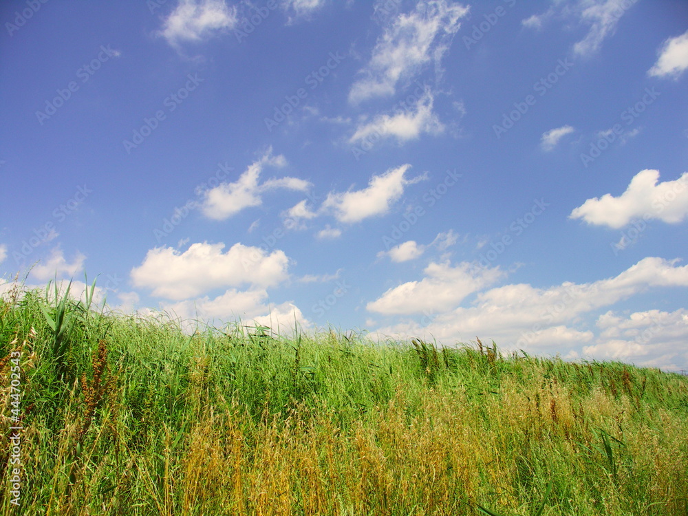 Fototapeta premium 初夏の夏草茂る放水路土手風景